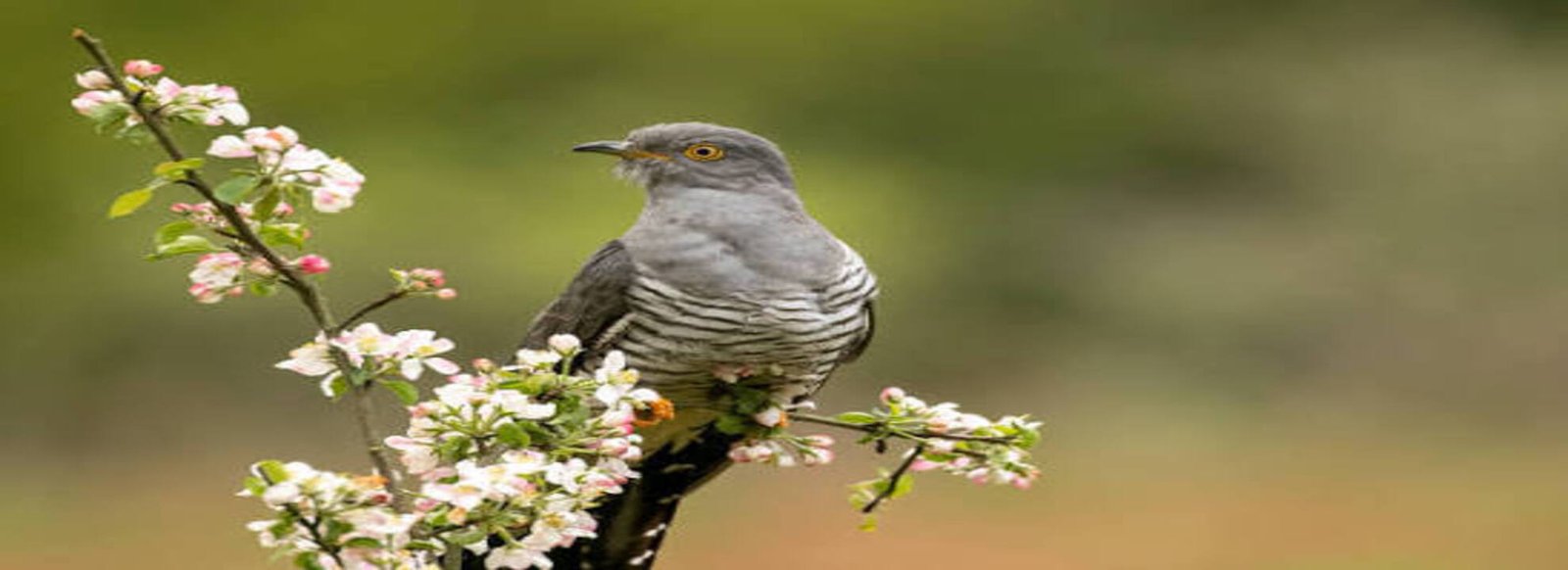 “The Cuckoo Bird” by SR Dominator